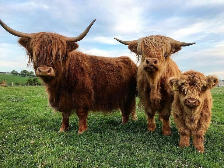 Mini highland Cow