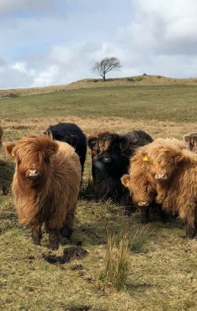 Mini highland c2 Mini Highland Cow